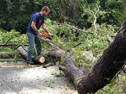 Best Tree Trimming and Pruning  in Jennings Lodge, OR