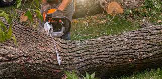 Best Tree Health Inspection  in Jennings Lodge, OR