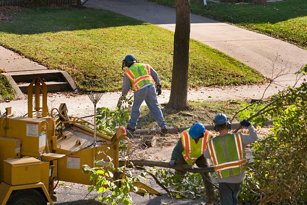 Best Tree Cabling and Bracing  in Jennings Lodge, OR