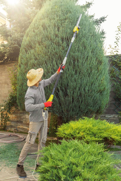 Best Tree and Shrub Care  in Jennings Lodge, OR